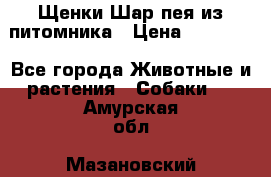 Щенки Шар пея из питомника › Цена ­ 25 000 - Все города Животные и растения » Собаки   . Амурская обл.,Мазановский р-н